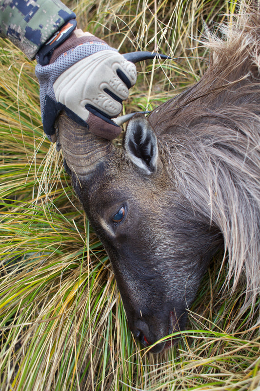 Thar jagt på New Zealand - Når det hele går op i en højere enhed